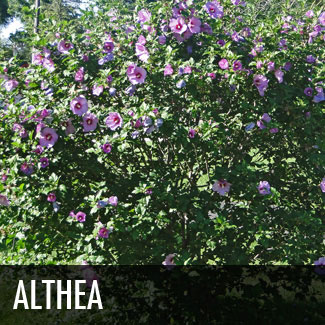 althea tree