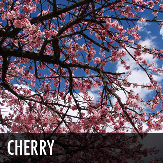 cherry tree