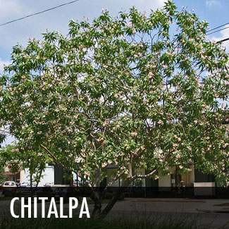 chitalpa tree