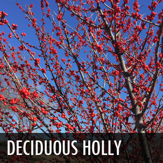 deciduous holly tree