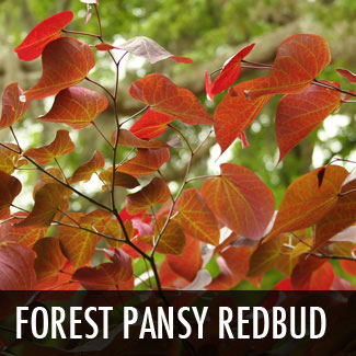 forest pansy redbud treee
