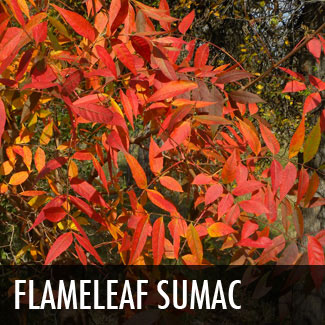 flameleaf sumac tree