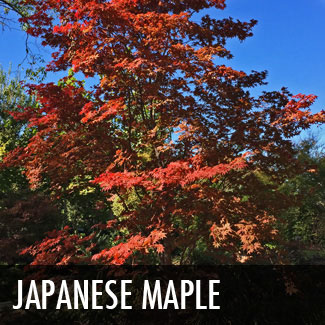 japanese maple tree