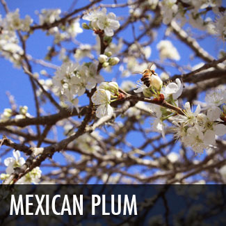mexican plum tree