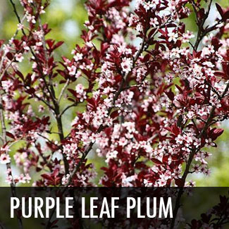 purple leaf plum tree
