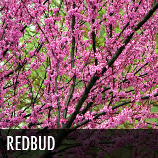 redbud tree