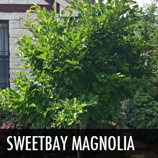 sweetbay magnolia tree