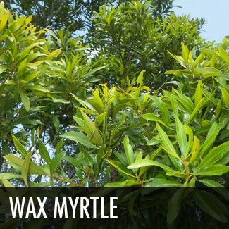 wax myrtle tree