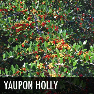 yaupon-holly-tree
