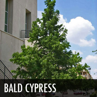 bald cypress tree