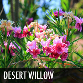 desert willow tree