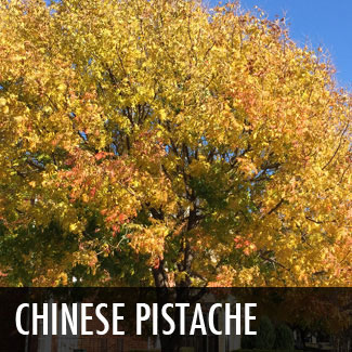 chinese pistache tree