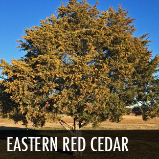 eastern red cedar tree
