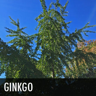 ginkgo tree