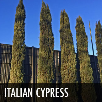 italian cypress trees (cupressus sempervirens)