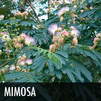 mimosa tree (albizia julibrissen)