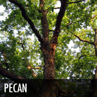 pecan tree