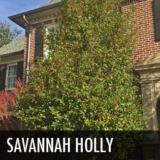 savannah holly tree
