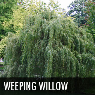 weeping willow tree