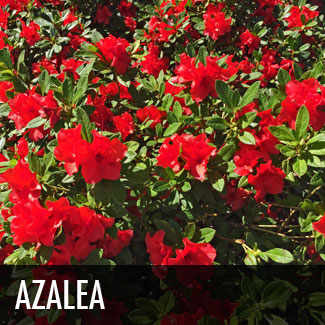 azalea (rhododendron x)