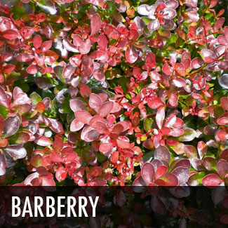 red barberry
