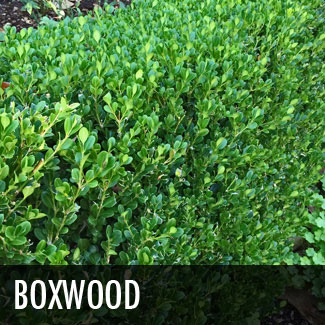 boxwood (buxus microphylla)