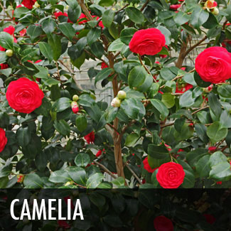 camellia shrub (camellia sasanqua)