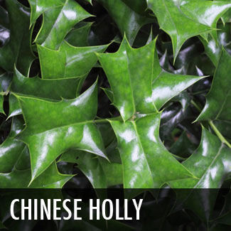 chinese holly (ilex cornuta)