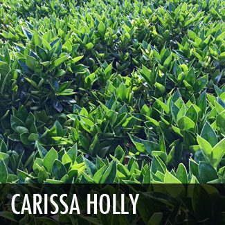 carissa holly (ilex cornuta)