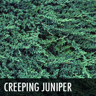 creepingjuniper.jpg