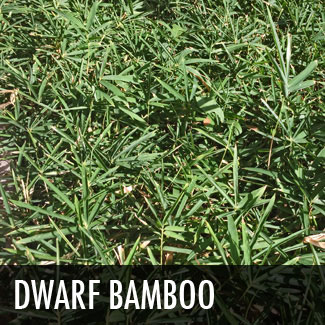 dwarf-bamboo.jpg