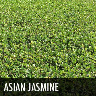 asian-jasmine.jpg