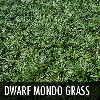 dwarfmondograss.jpg
