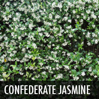 confederate jasmine vine