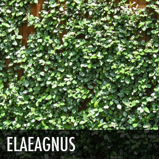 elaeagnus espalier vine