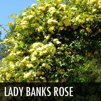 lady banks rose