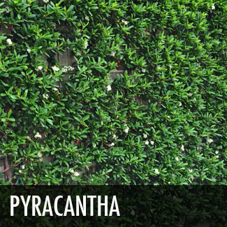 pyracantha vine