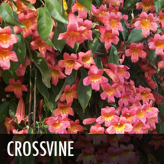 crossvine vine