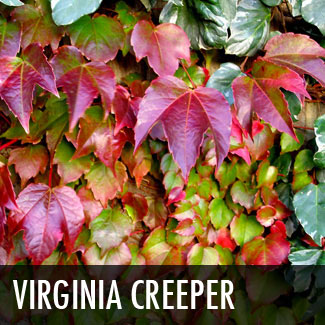 virginia creeper vine