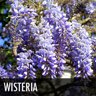 wisteria blooms