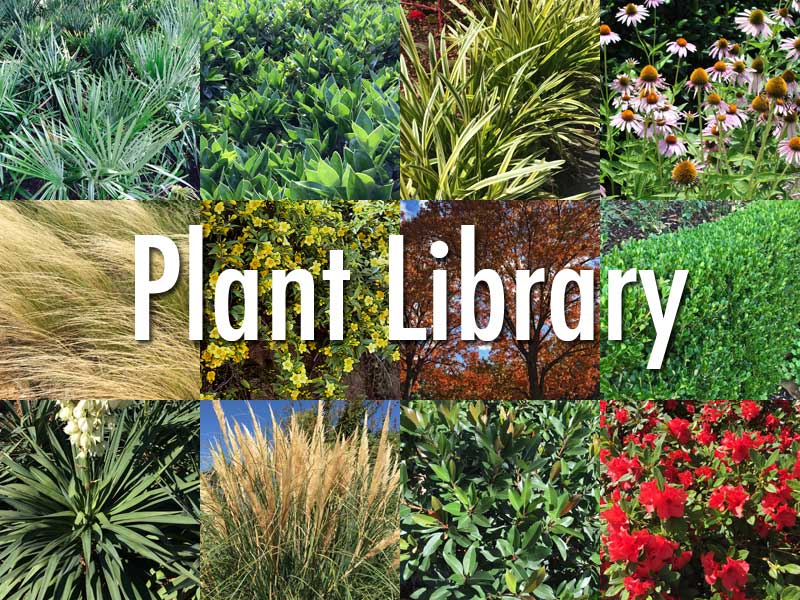 Plants For Dallas Your Source The, Best Perennials For Landscaping