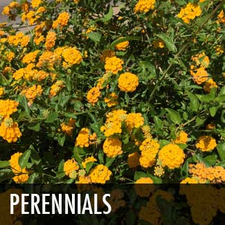 perennials