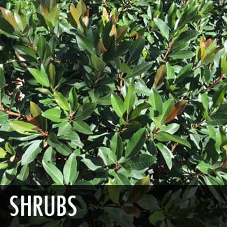 shrubs