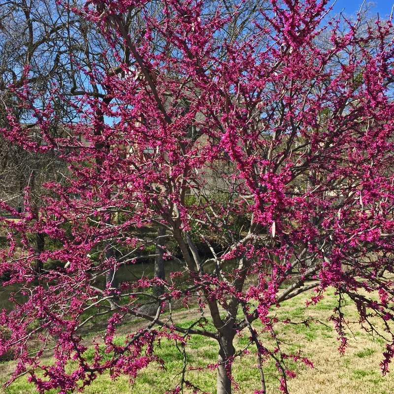 Redbud (Cercis candadensis) trees are budding out in bright pink clusters.