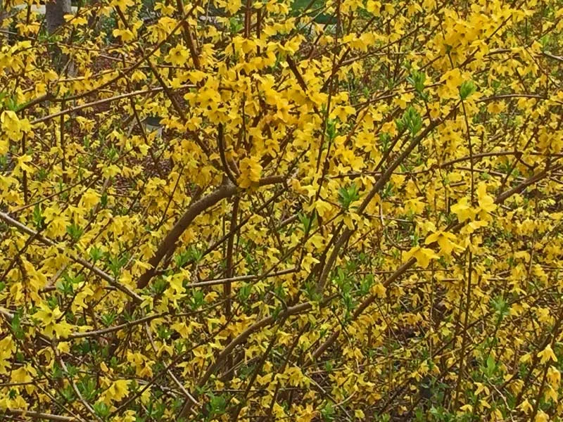 Forsythia is one of the earlier blooming shrubs but packs a bright punch of yellow color. 