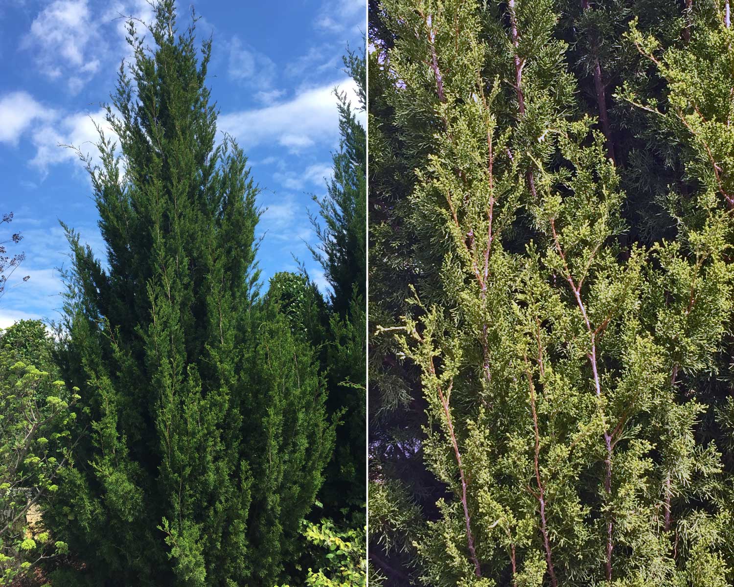 eastern red cedar 'brodie'