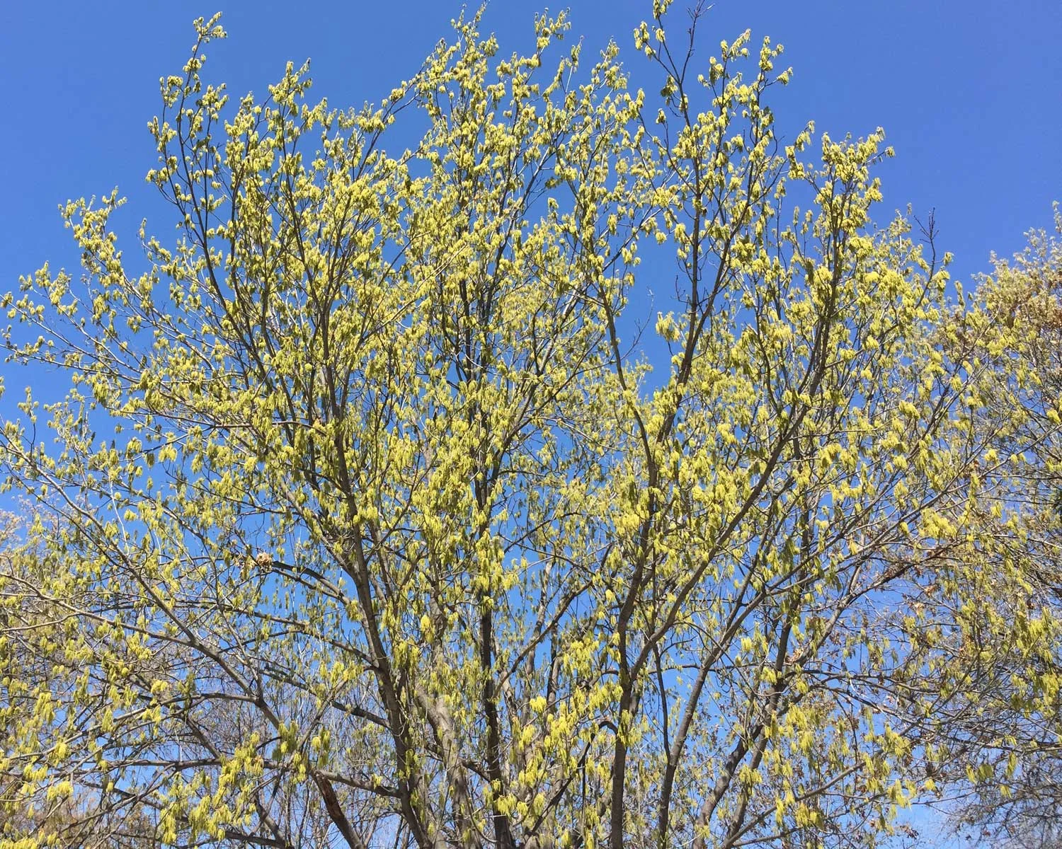 red oak tree