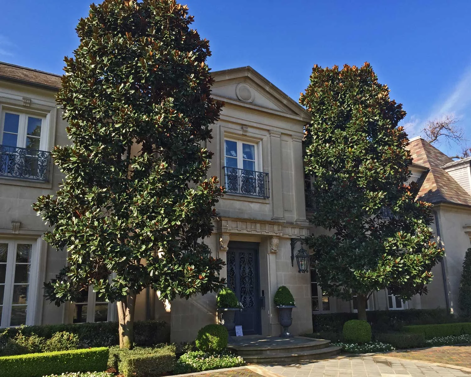 magnolia trees