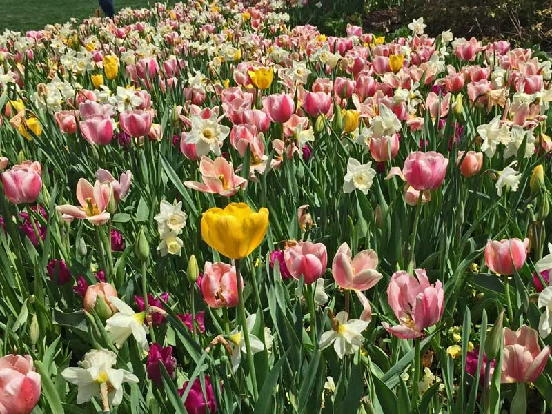 What's Blooming Now in Dallas - March 2015