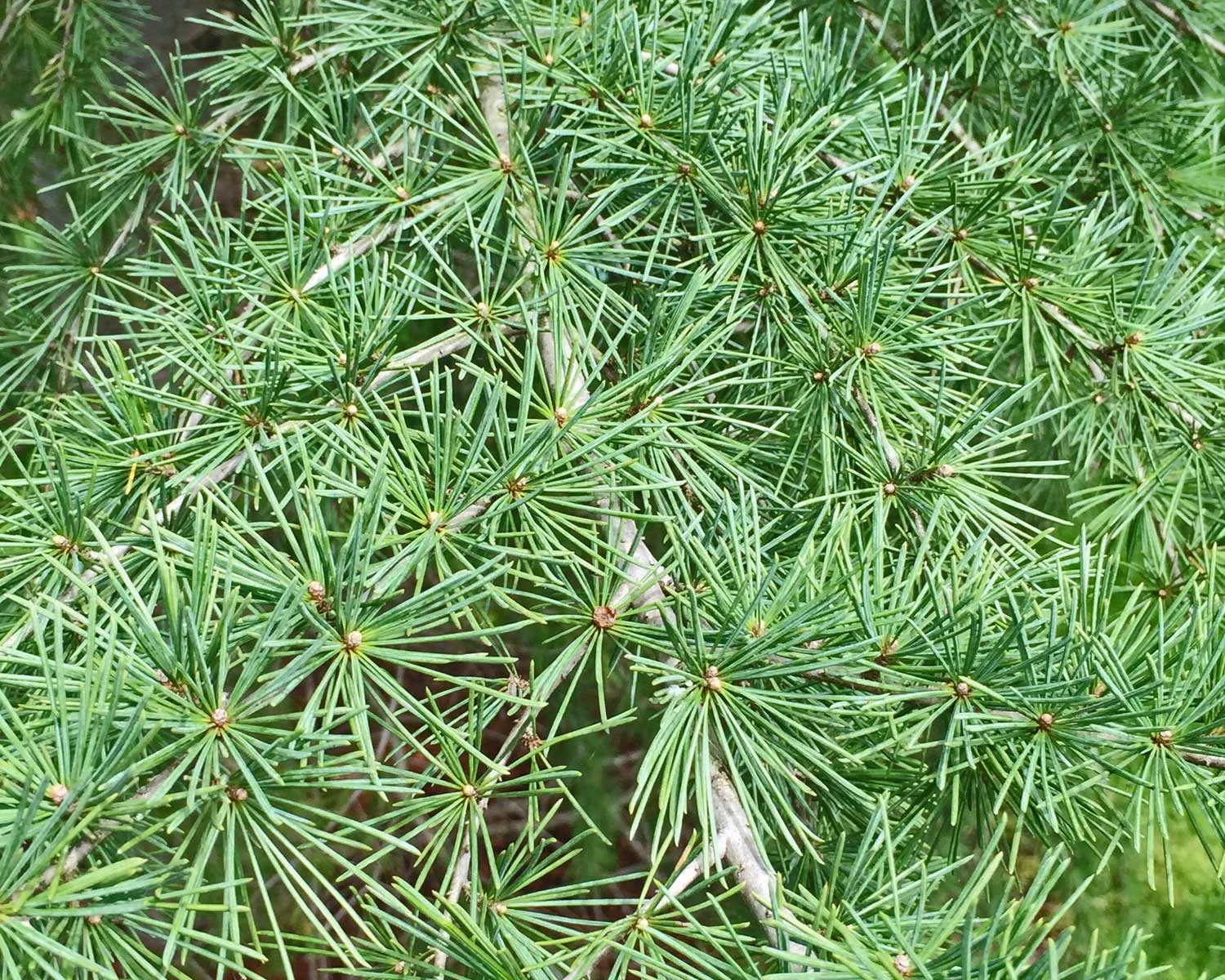 deodar-cedar_01.jpg